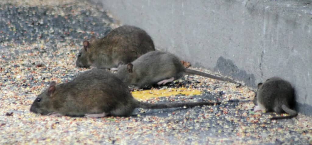 Limiter la prolifération des rats Rats en ville qui se nourrissent de céréales. Il faut limiter la prolifération des rats en ville.