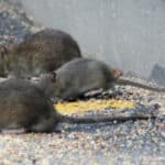 Rats : quels gestes pour limiter leur prolifération ?