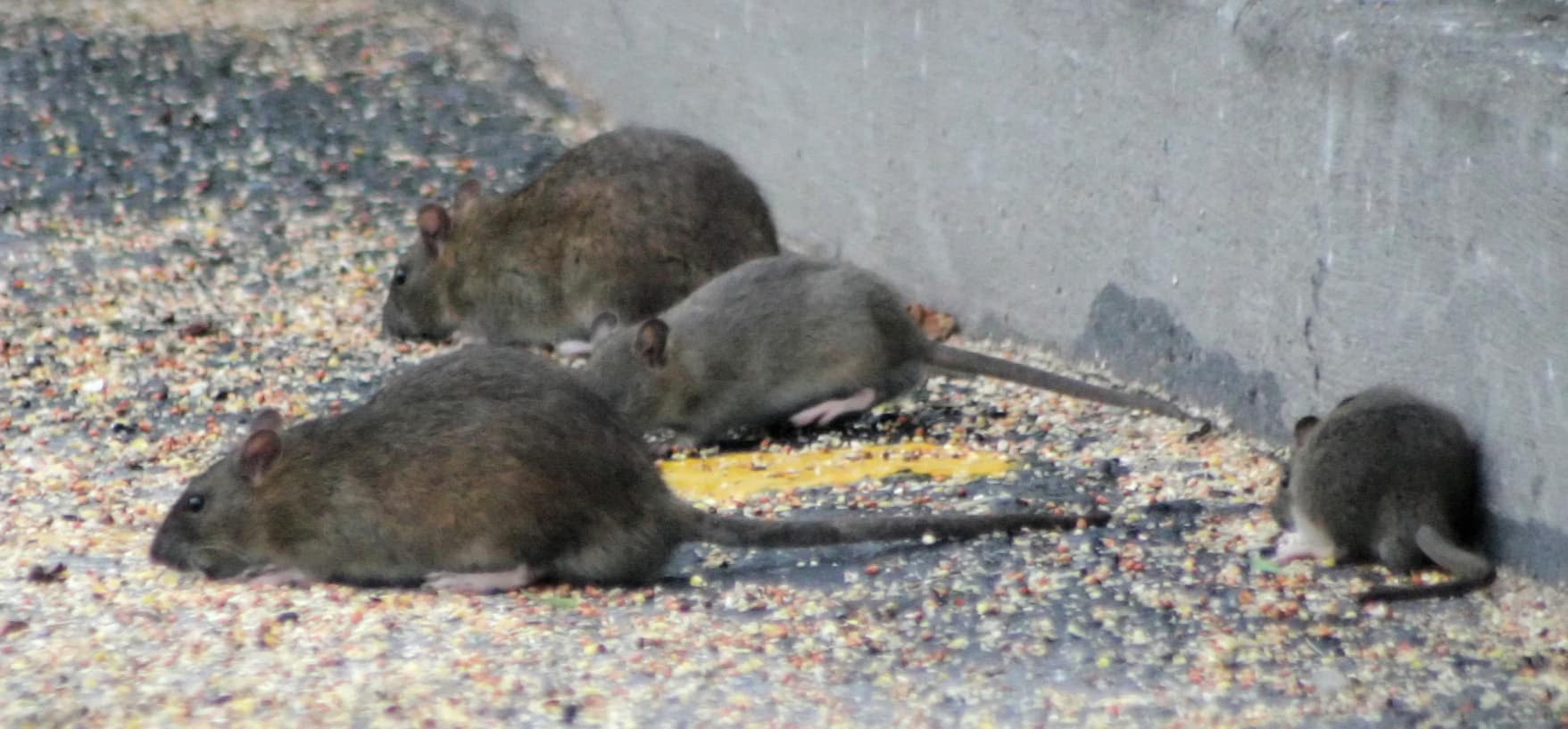 Rats en ville qui se nourrissent de céréales. Il faut limiter la prolifération des rats en ville.