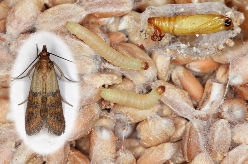 Stades des mites alimentaires Représentation des différents stades des mites alimentaires : papillon, larve, cocon.
