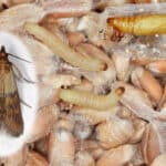 Comment se débarrasser des mites alimentaires ?