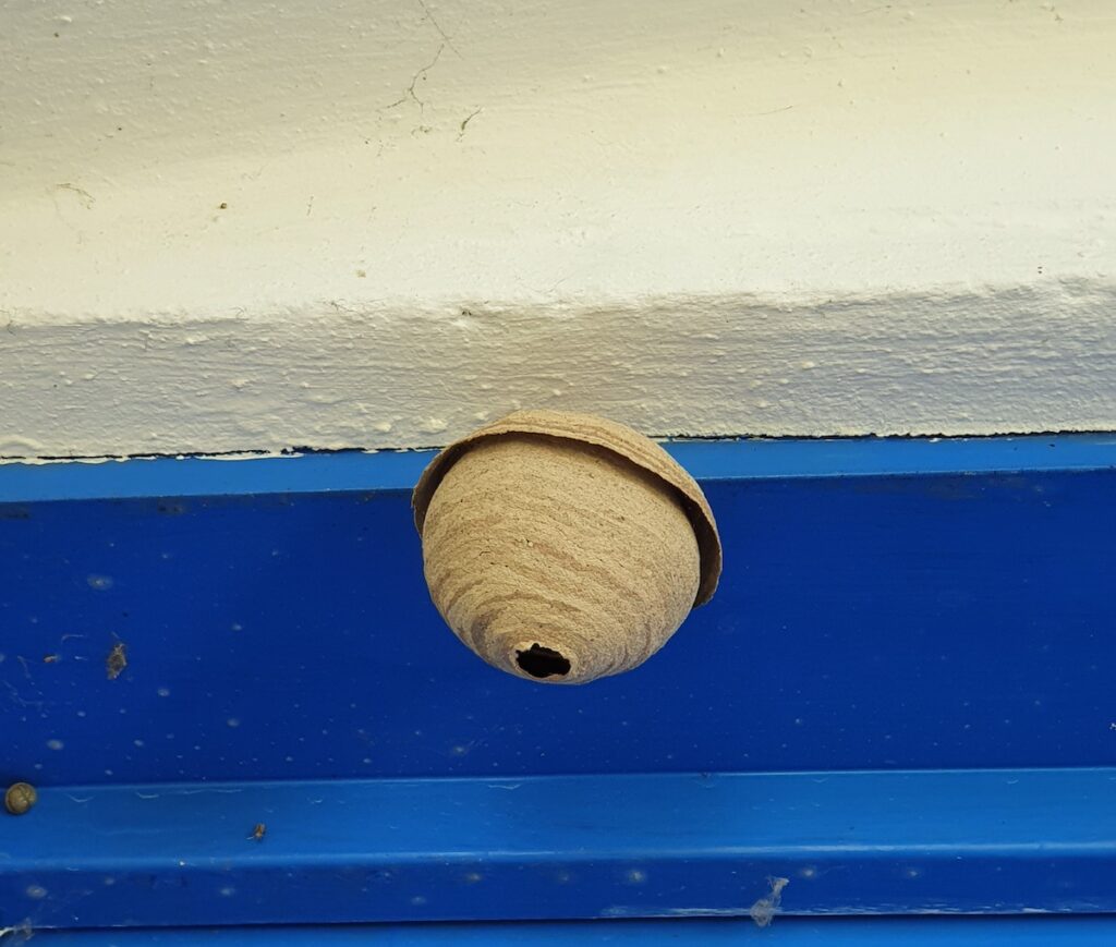 Nid de frelon asiatique au printemps Pré-nid de frelons asiatiques en haut d'une porte extérieure.
