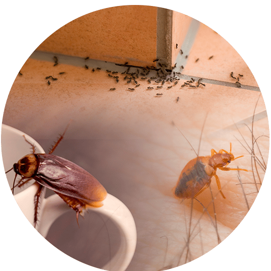 Désinsectisation contre les blattes, puces, punaises de lit, fourmis