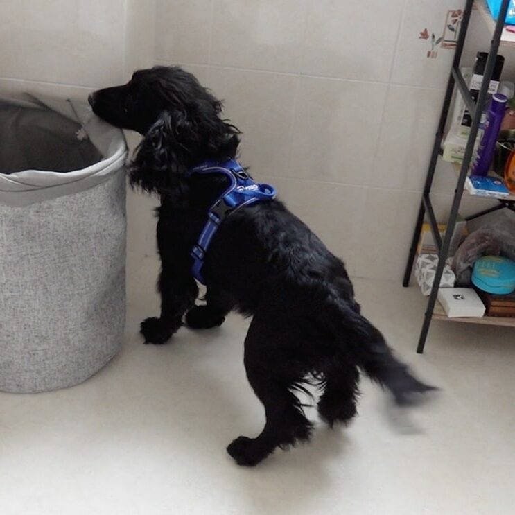 Professionnel - Détection canine de punaises de lit dans une salle de bain | BIONEO