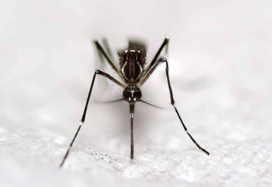 Démystification : Pourquoi les moustiques ont-ils un faible pour vous ?