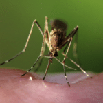 Quels sont les insectes nuisibles de l'été ?