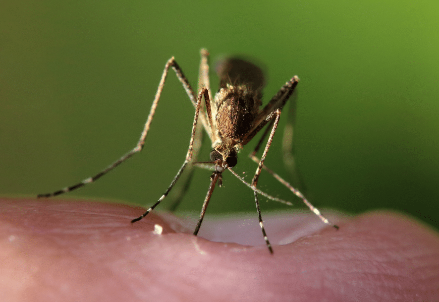 Quels sont les insectes nuisibles de l'été ?