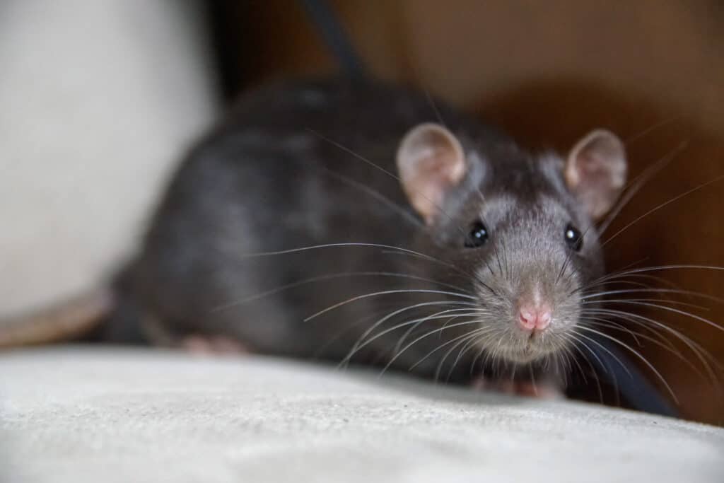 Les rats et les souris ont des différences. Des tailles variées aux comportements sociaux distincts.