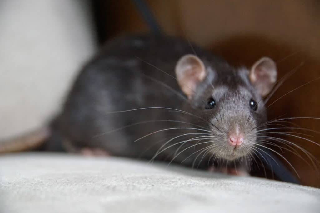 L'Art de la Discrétion d’être un rat Les rats et les souris ont des différences. Des tailles variées aux comportements sociaux distincts.