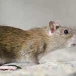 Infestations de rats : Quels en sont les risques ?