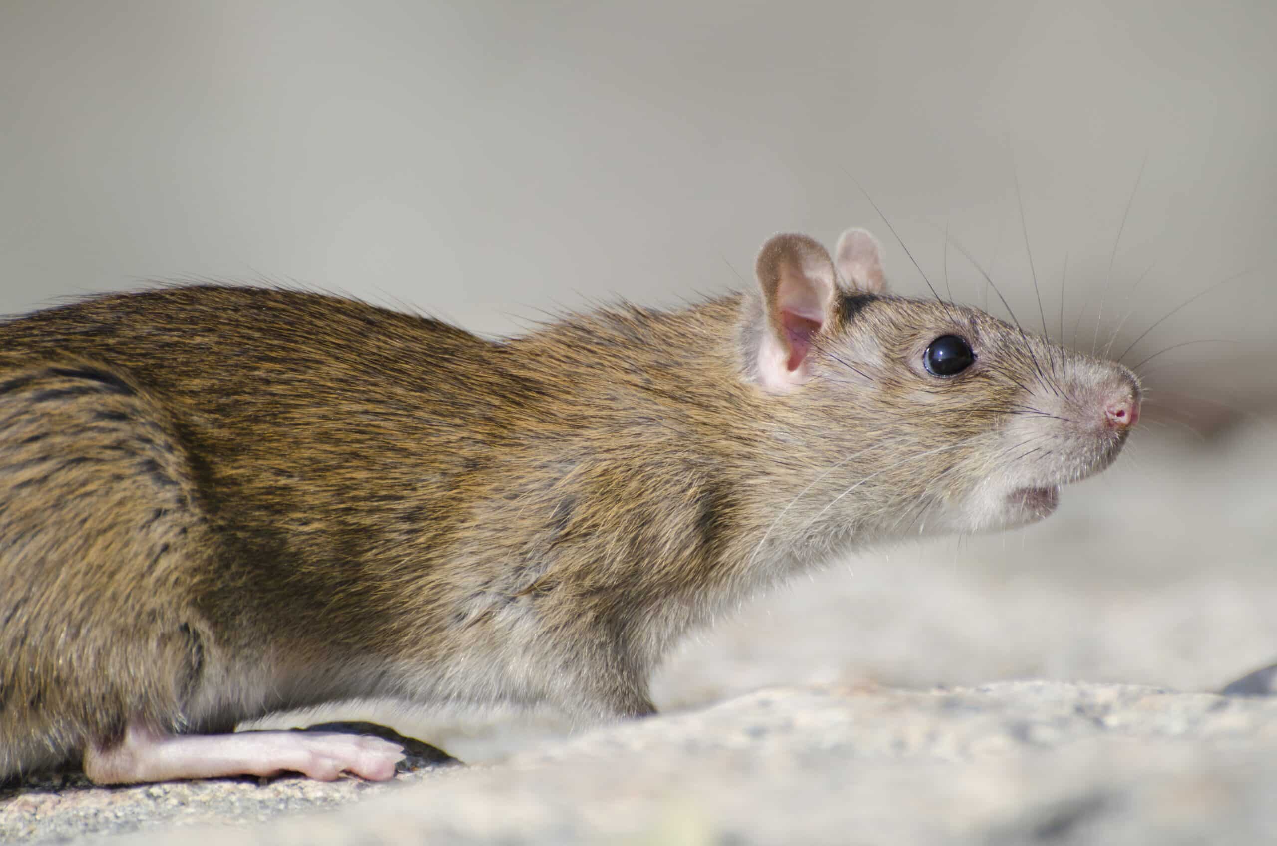 Infestations de rats : Quels en sont les risques ?