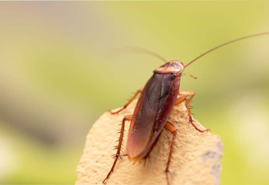 Quels sont les dangers de la blatte germanique ? Comment s'en débarrasser ?