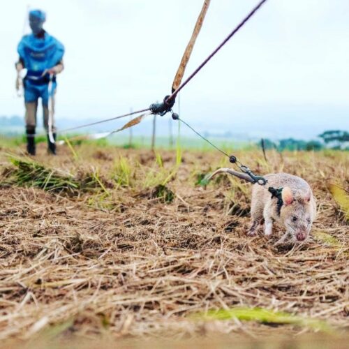 BIONEO s'engage auprès d'APOPO en adoptant un HEROrat détecteur de mines terrestres ou de la tuberculose.