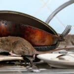 Rats : risques sanitaires