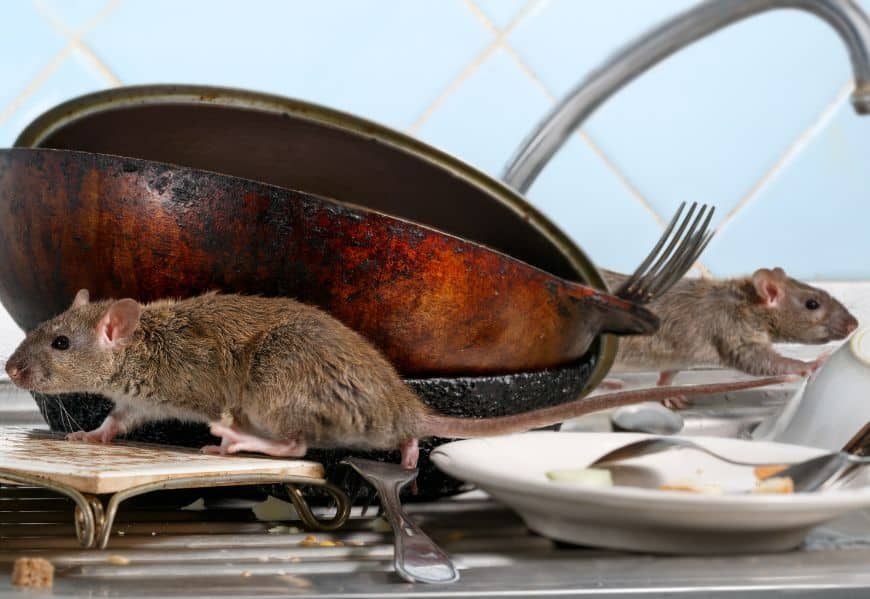 Rats : risques sanitaires