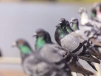 Comment faire fuir les pigeons ? Faites appel à un professionnel du dépigeonnage à Nantes, Angers, Laval, Le Mans ou La Roche sur Yon - BIONEO