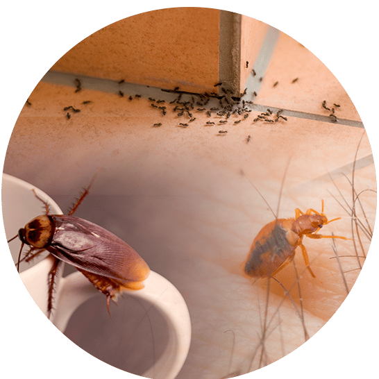 Bioneo - Professionnel de la désinsectisation en Pays de la Loire Désinsectisation contre les blattes, puces, punaises de lit, fourmis : appelez Bioneo !