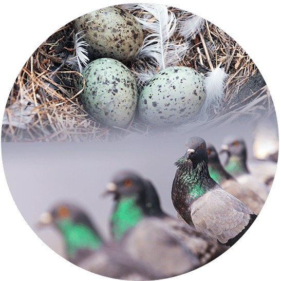 Bioneo - Intervention pigeons et oiseaux envahissants en Pays de la Loire Dépigeonnage : que faire contre une invasion de pigeons ? Appelez Bioneo !
