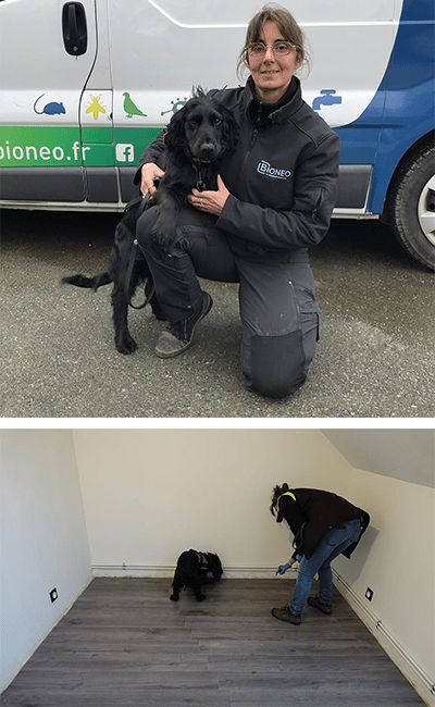 Mélanie et Rappeur - BIONEO - Détection canine de punaises de lit Détection canine de punaises de lit - BIONEO
