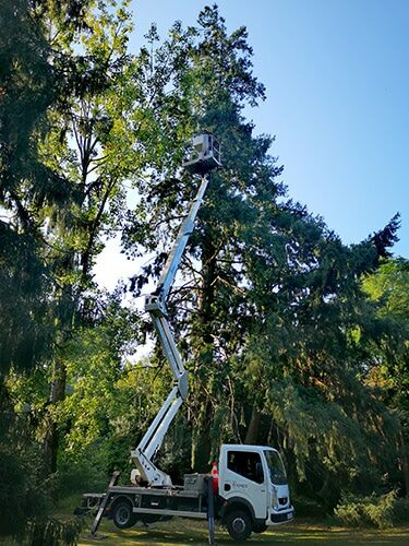 Bioneo dispose d'une nacelle pour les interventions en hauteur : chenilles processionnaires, nids de frelons asiatiques, nids de guêpes,...