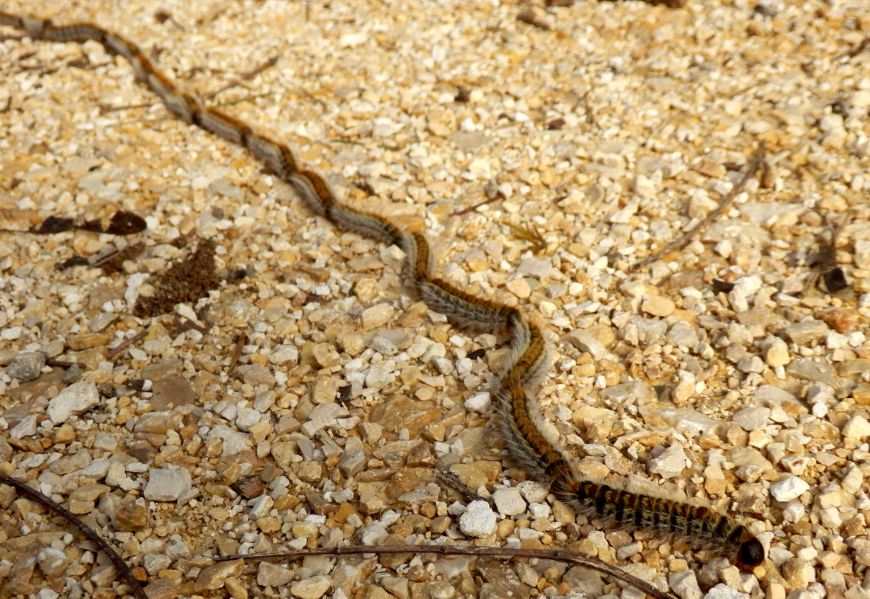 Attention aux chenilles processionnaires du pin en Vendée