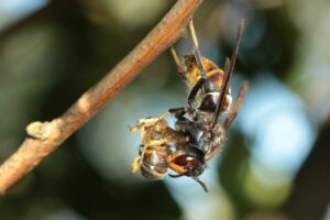 RECONNAISSANCE DES FRELONS ASIATIQUES PAR RAPPORT AUX ABEILLES RECONNAISSANCE DES FRELONS ASIATIQUES PAR RAPPORT AUX ABEILLES