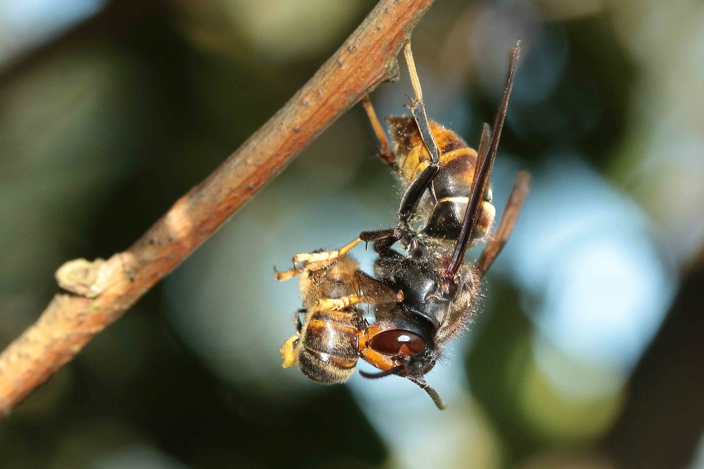 RECONAISSANCE DES FRELONS ASIATIQUES PAR RAPPORT AUX ABEILLES