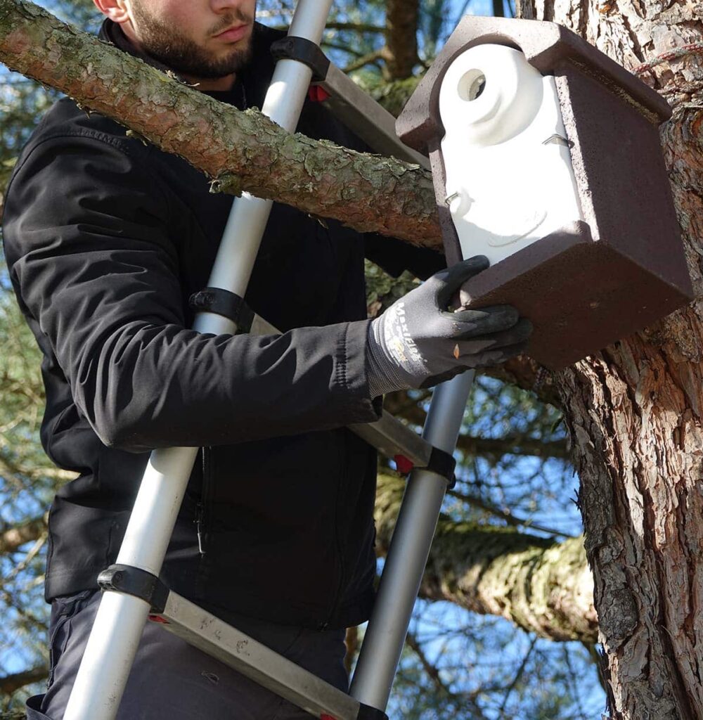 Traitement contre les chenilles processionnaires à Laval Installation d'un nid de mésanges pour se débarrasser des chenilles processionnaires du pin à Laval