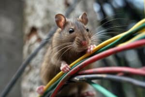 Un rat se promène sur des cables électriques