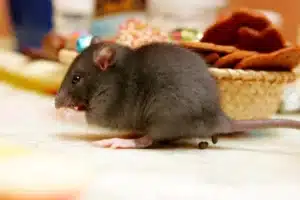 Un jeu rat gris défèque sur une table de cuisine