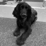 Le chien Rappeur détection canine punaise de lit Bioneo Photo noir et blanc du chien Rappeur spécialiste de la détection canine pour punaise de lit